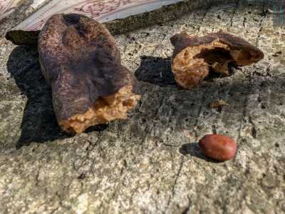...notando come all�interno contenga dei semi che sembrano olive dal colore marrone